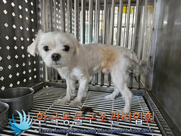 한국동물구조관리협회_441382202400814